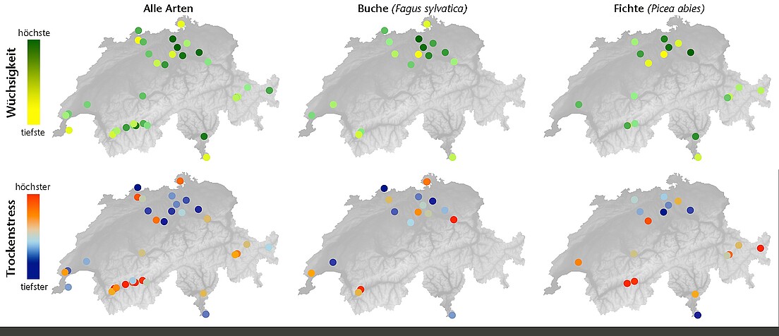Abb 4 Wüchsigkeit (oben) und Trockenstressindex (unten) für die untersuchten TreeNet-Standorte. Dargestellt ist das Resultat unter Einbezug aller Arten und separat für Buche und Fichte. Datengrundlage: GRO und TWD_norm; Messreihen zwischen 3 und 25 Jahre.
