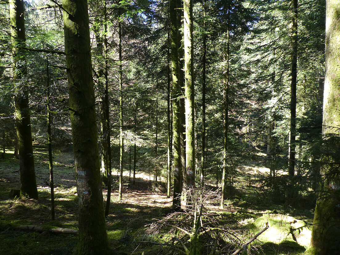 Älteste Plenterwaldfläche im Toppwald bei Niederhünigen (BE). Erstaufnahme 1905. Fotoposition vom Jahr 1930