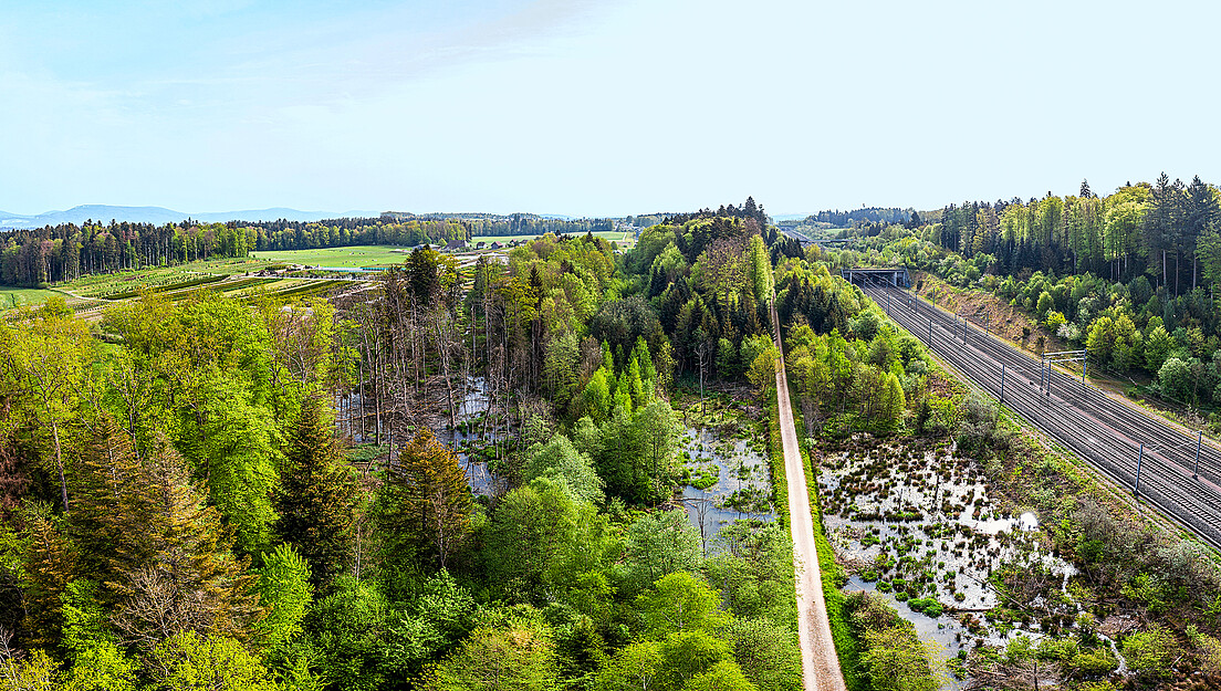 Das dynamische Spiel aus Licht, Wasser und Totholz schafft Lebensraum für viele häufige, aber auch für
selten gewordene Arten. Die Aktivitäten des Bibers können durch verschiedene Massnahmen in die bestehende Infrastruktur integriert werden. Herzogenbuchsee (BE).