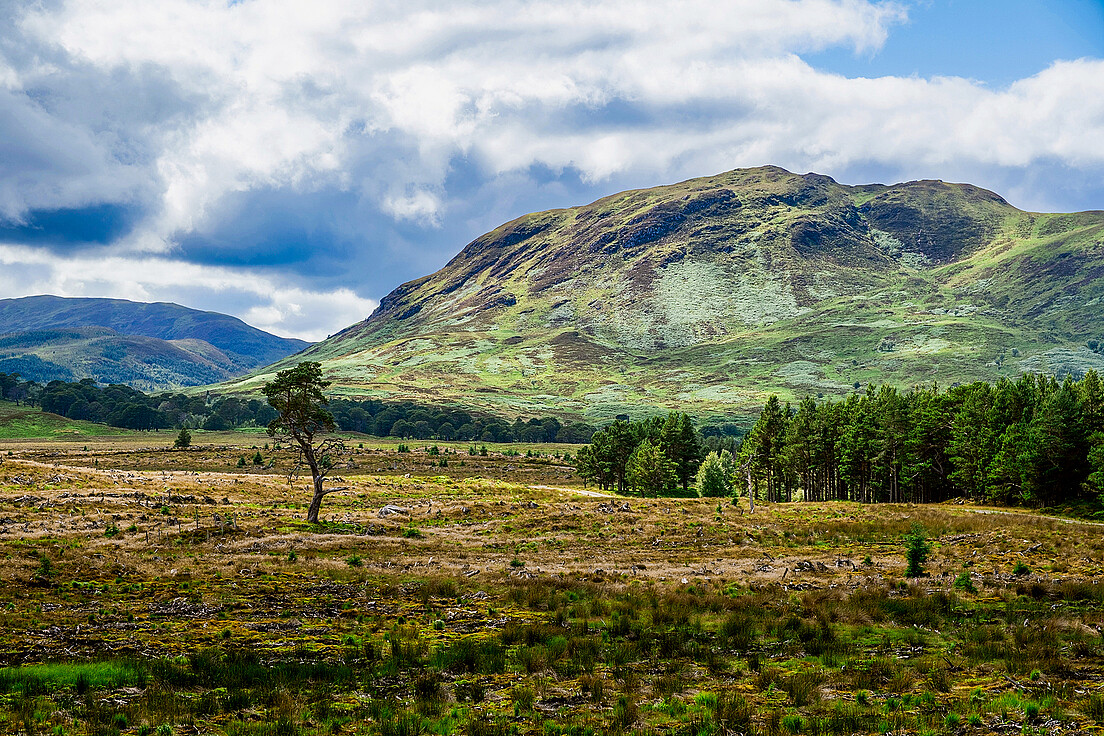 Kontraste in der schottischen Landschaft: eine abgeholzte Fläche auf tiefem Torf, rechts eine noch stehende kommerzielle Forstplantage, im Hintergrund die markanten Hügel Schottlands.