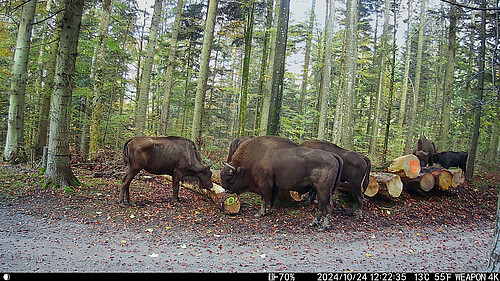 Wälder sind unterschiedlichen Stressoren ausgesetzt. Die Testherde Wisente in Welschenrohr (SO) verändert das sozio-ökologische System der Waldnutzung.
