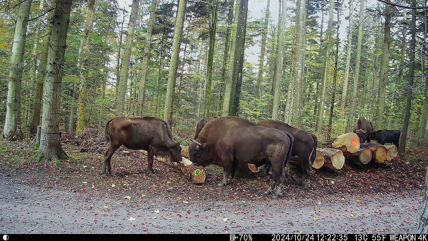 Wälder sind unterschiedlichen Stressoren ausgesetzt. Die Testherde Wisente in Welschenrohr (SO) verändert das sozio-ökologische System der Waldnutzung.