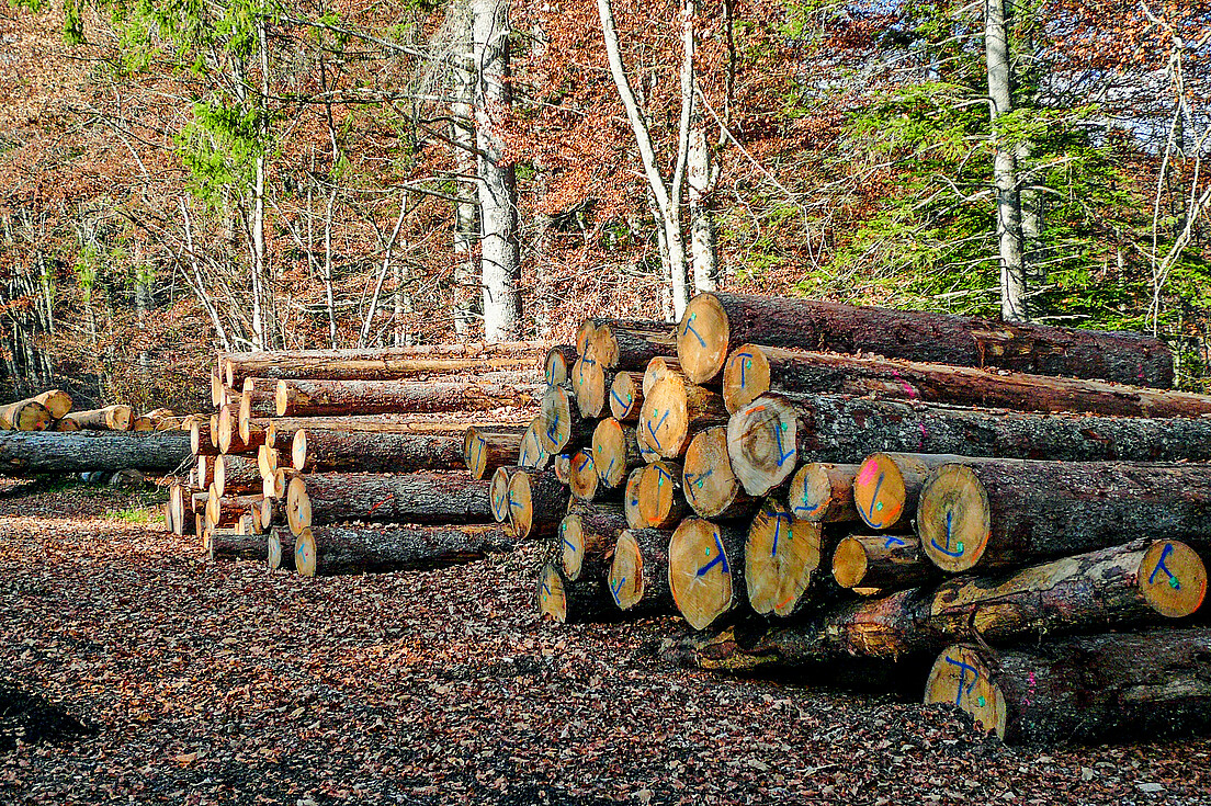 Abb 1 Die Arbeiten an der IWHS 2050, welche die Waldpolitik und die Ressourcenpolitik Holz des Bundes zusammenführt, sind weit fortgeschritten.