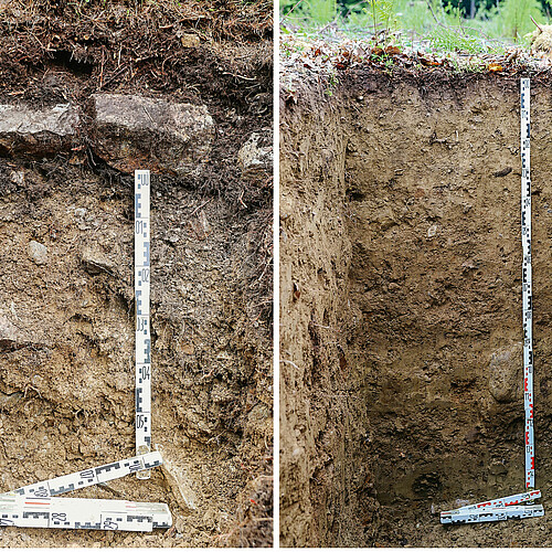 Abb 1 Typische Böden an der Waldgrenze (ein Ranker auf 2080 m ü.M., Lötschental [VS], links) und im Mittelland (eine Parabraunerde auf 610 m ü.M., Neuenegg [BE], rechts) zeigen, dass die Kohlenstoffspeicherung im Waldboden von den Standortbedingungen abhängt.