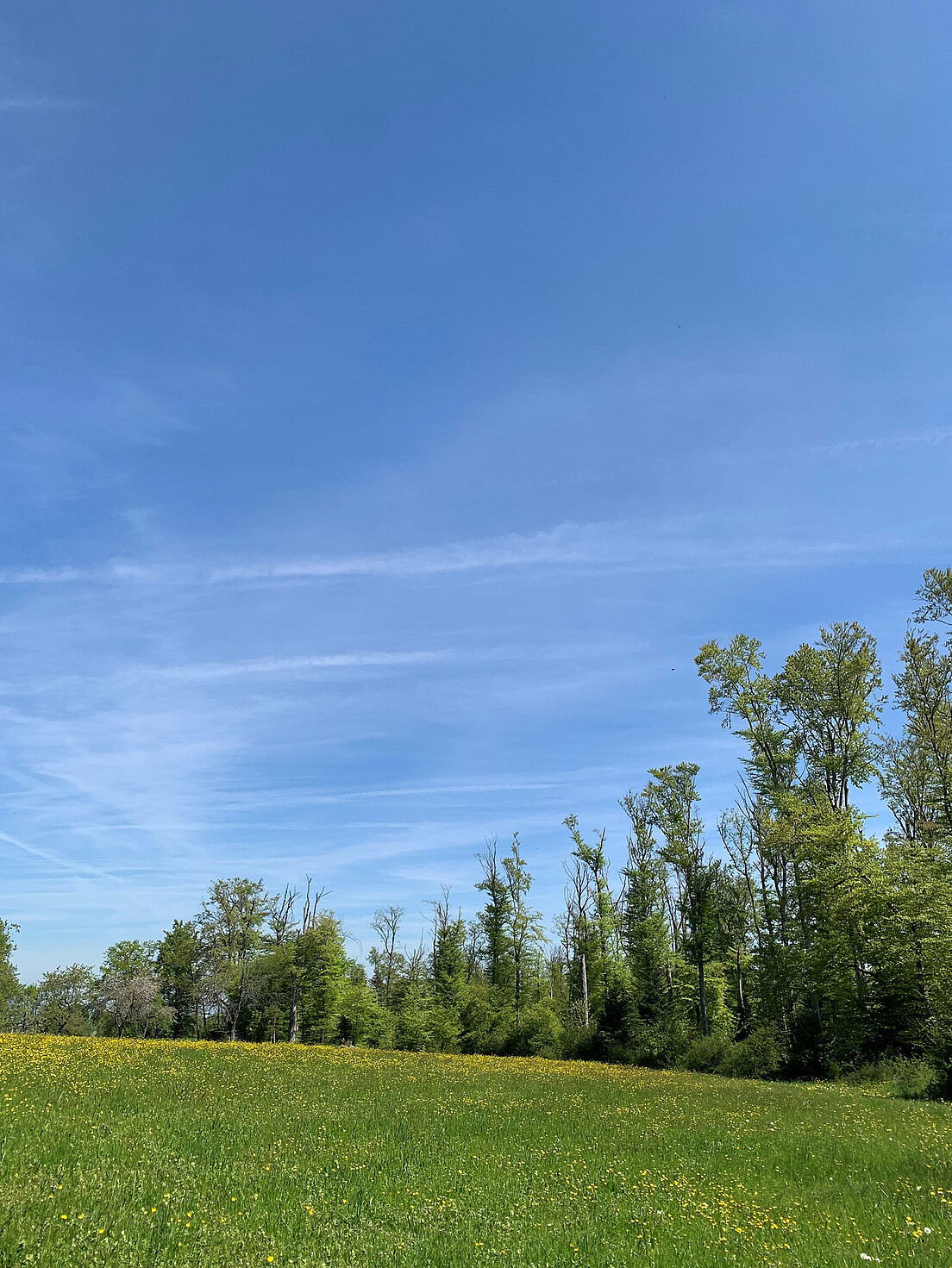 Fig. 1 Forêt de hêtre dépérissante à Coeuve (JU).