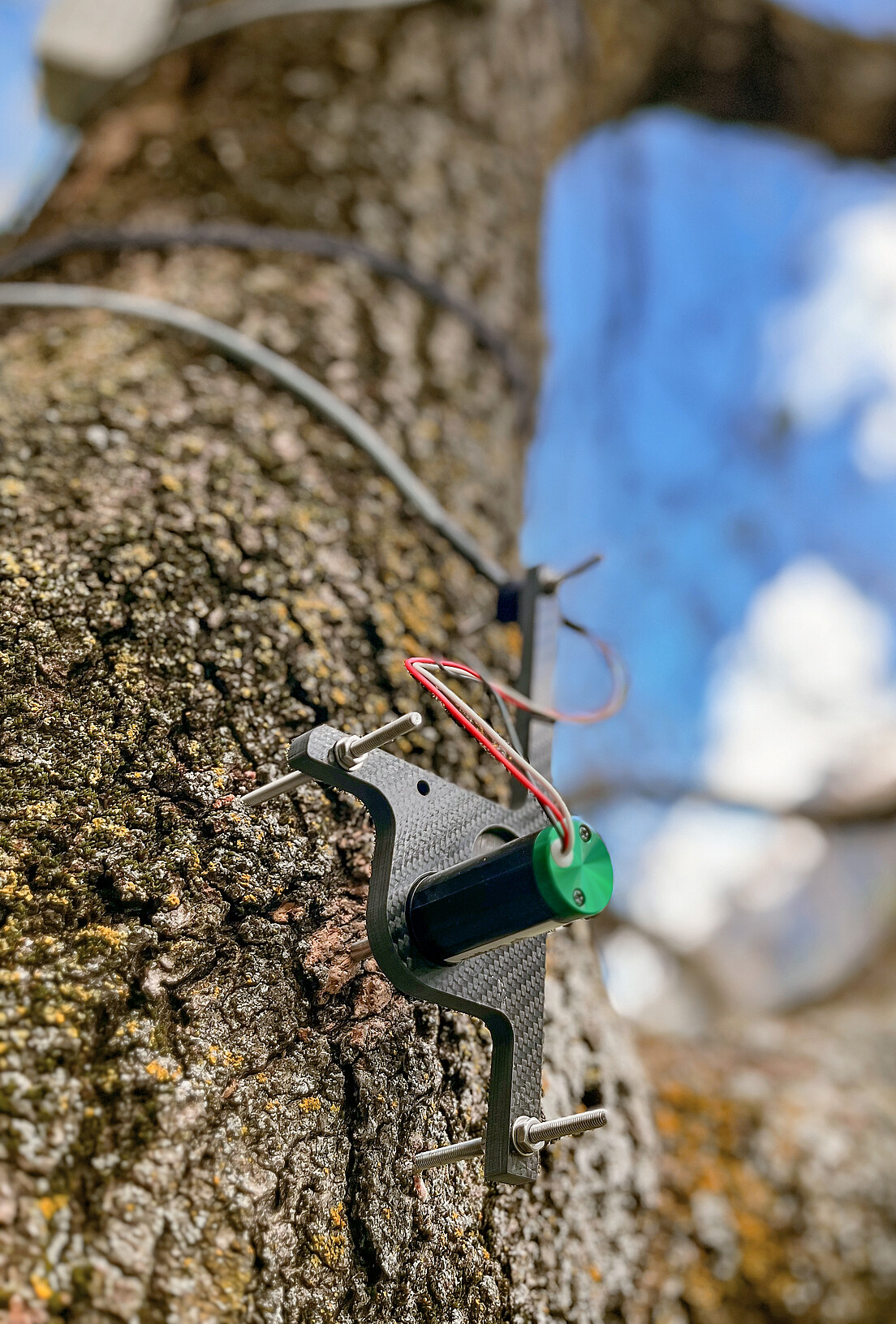 Abb 1 Punktdendrometer messen Radiusänderungen an Baumstämmen.