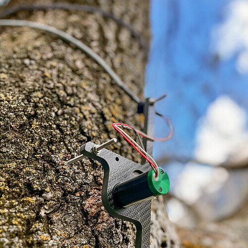 
Fig. 1 Point dendrometers automatically measure changes in the radius of tree trunks.