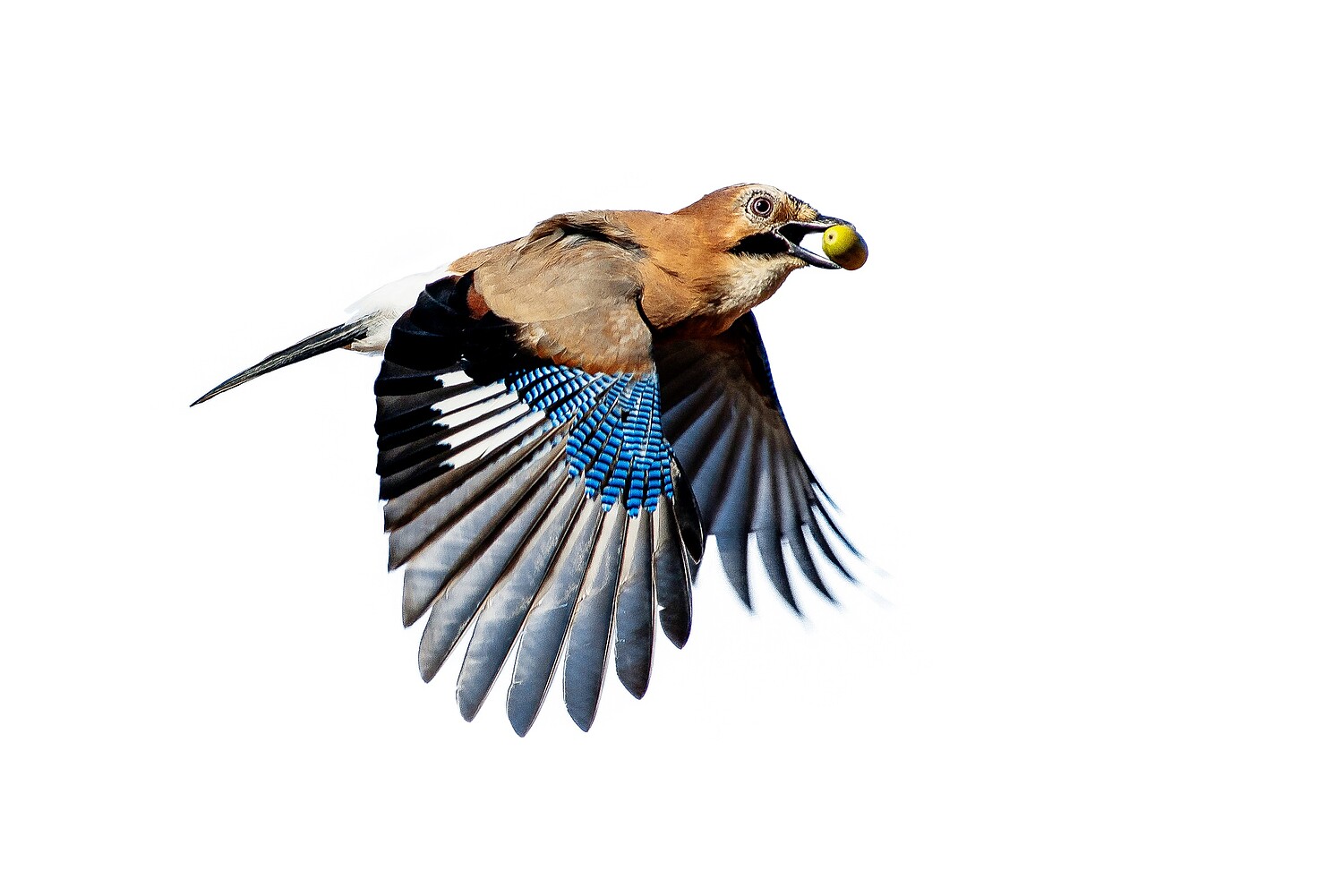 Fig. 1 Le geai de chênes (Garrulus glandarius) est le plus laborieux de tous les sylviculteurs.