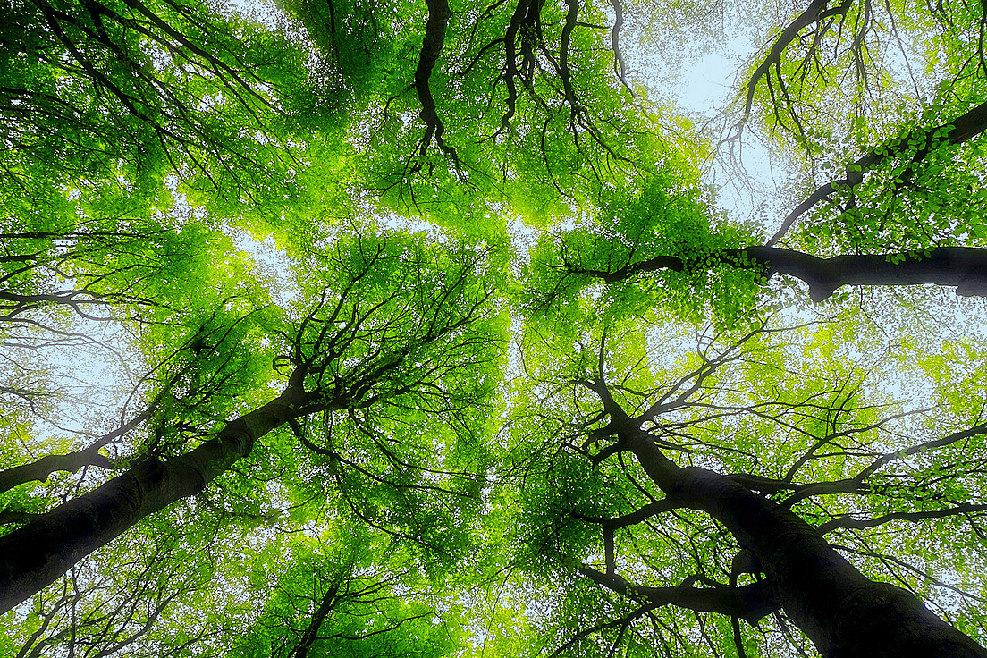 Wie geht es dem Schweizer Wald? Der Waldbericht liefert Antworten und einen Überblick.