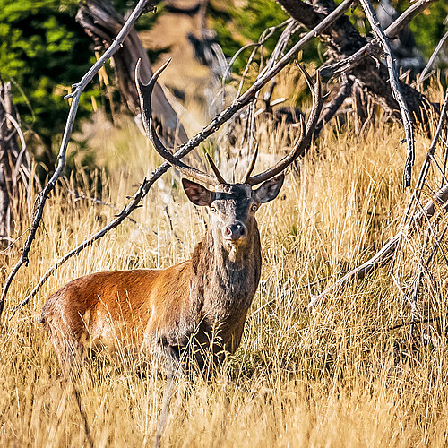 Eine gesamtschweizerische Beurteilung der Wildschäden – etwa durch den Hirsch – fehlt.