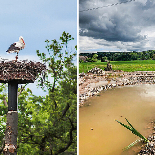 Impressionen aus dem Praktikum: Storchennest im Chrutzelriet, Teichbauprojekt «Seewadel», Naturschutzgebiet Rümlang, Trockenmauer Klostergarten.