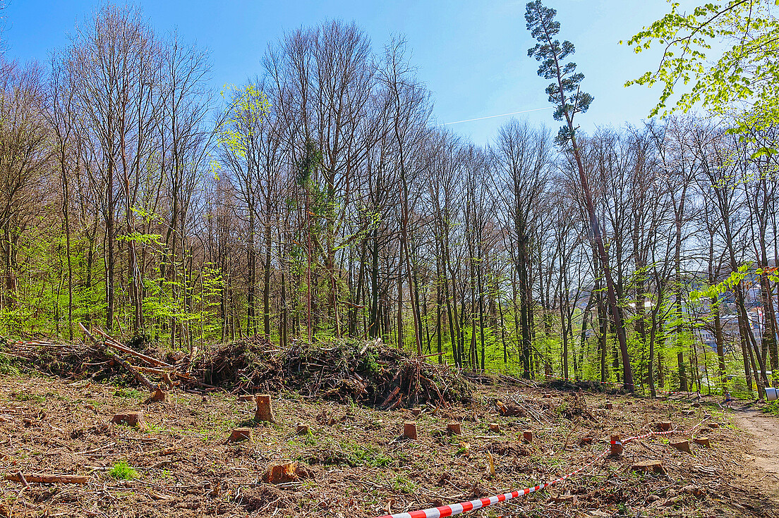 Das scheinbare Problem des Kulturlandflächenverlusts durch Realersatz ist geringfügig oder lokal ausgeprägt, aber auf nationaler Ebene sicher nicht akut.