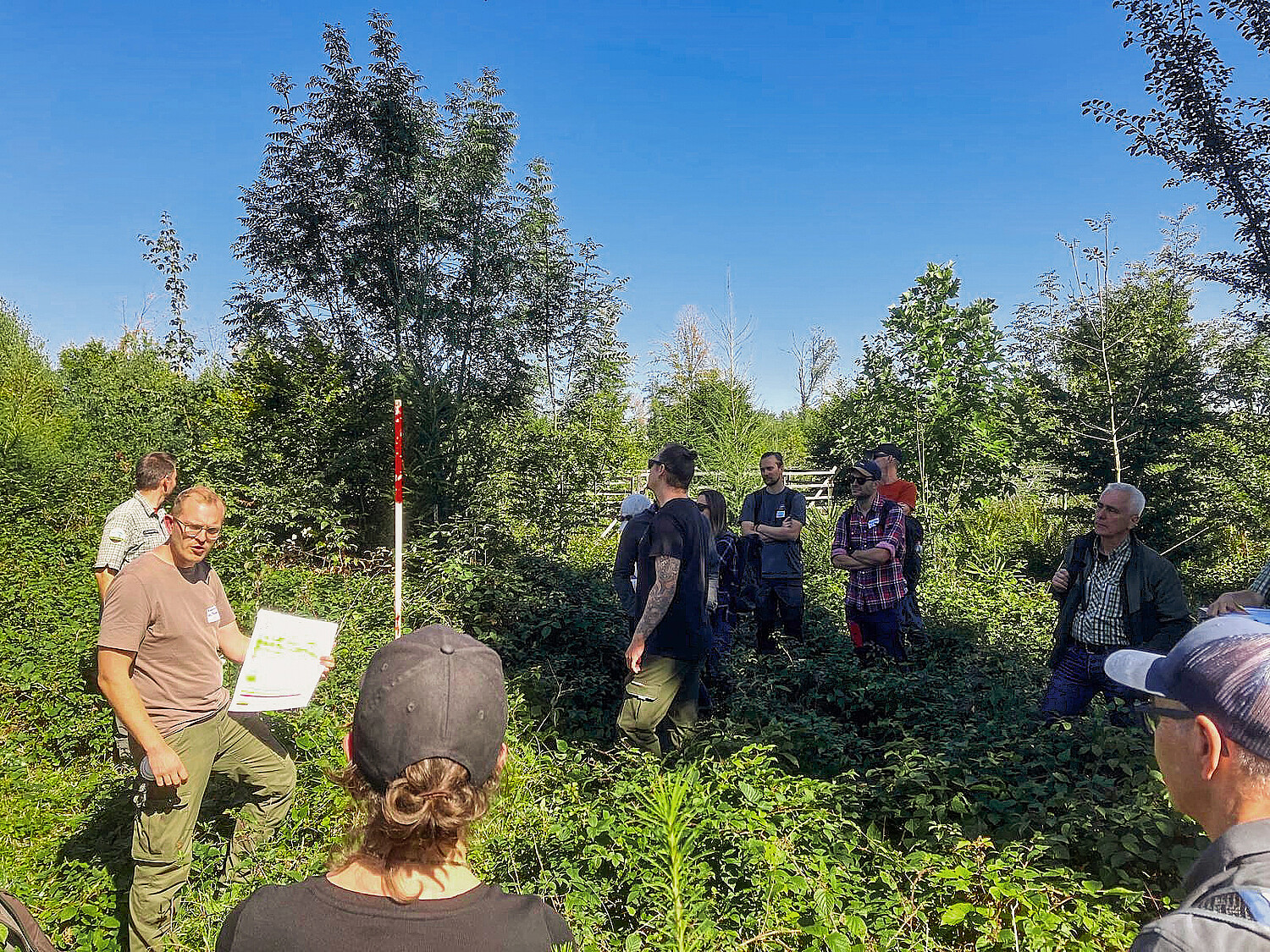 Wiederbewaldungsflächen nach einem Sommersturm 2017 wurden mit drei unterschiedlichen Anteilen Naturverjüngung wiederbewaldet.