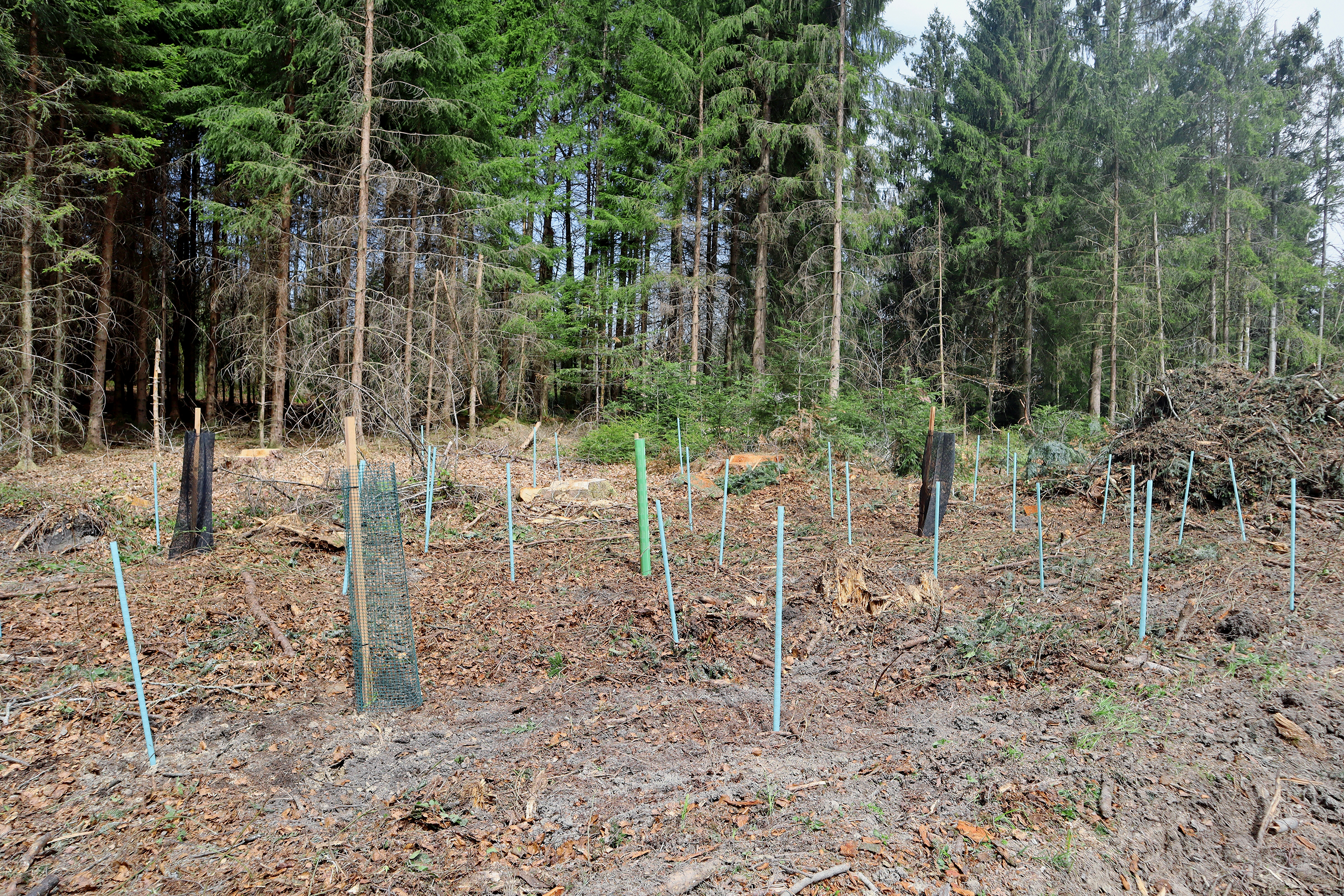 Abb 4 Verschiedene Wildschutzmassnahmen schützen unterschiedliche Pflanzenarten; hier Wuchshüllen (grüne, dünne Röhren) und Baumschutzgitter (schwarze und grüne Netze).