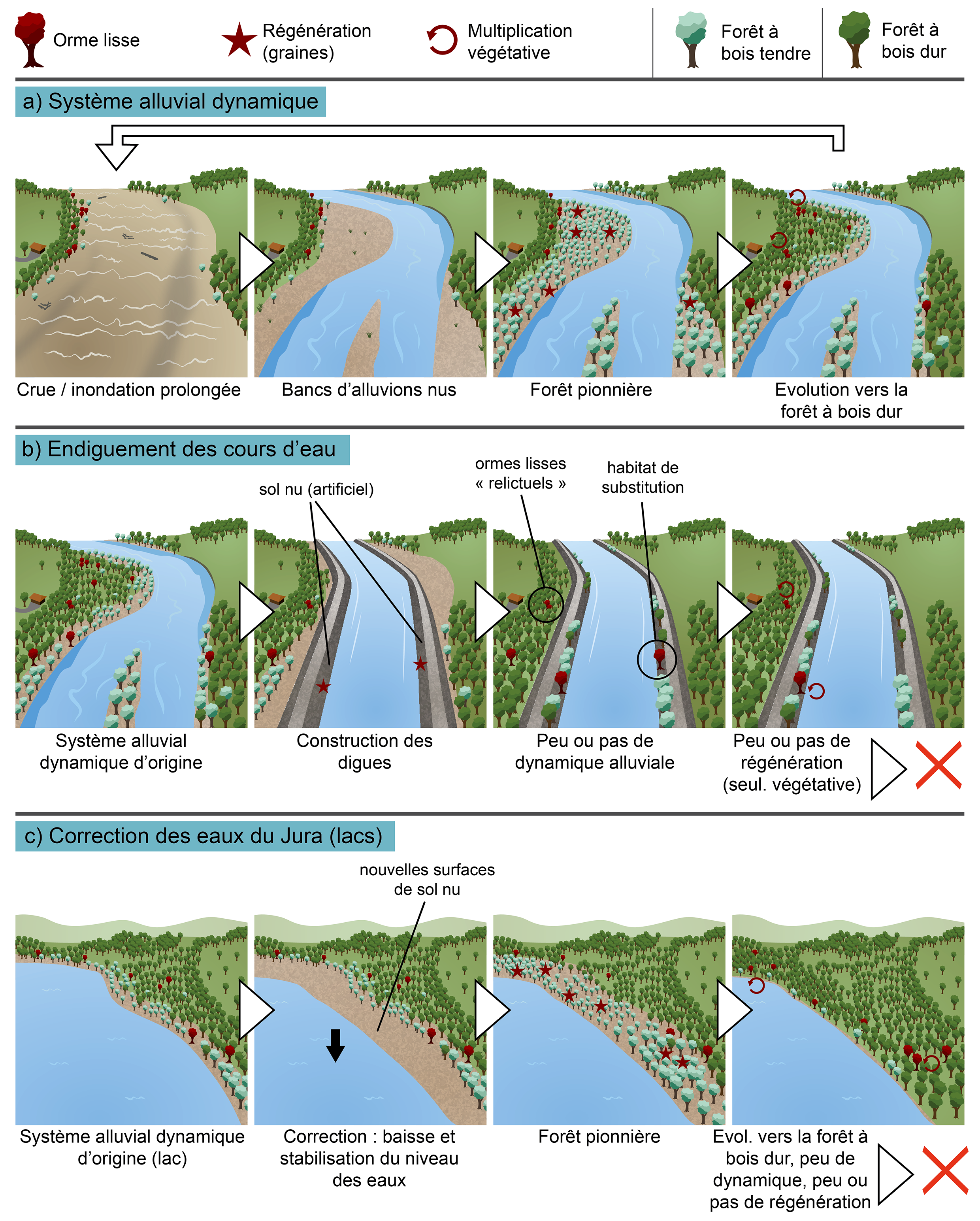 Fig. 6 Exemples de successions écologiques avec un focus sur l’orme lisse et sa régénération. a) Système alluvial dynamique, habitat d’origine de l’orme lisse. b) Endiguement de cours d’eau et ses conséquences sur la régénération de l’orme lisse. c) Correction des eaux du Jura et conséquence sur la régénération de l’orme lisse vers les grands lacs (favorable d’abord grâce aux nouveaux espaces exondés, puis défavorable à long terme). Adapté de Fragnière et al (2024).