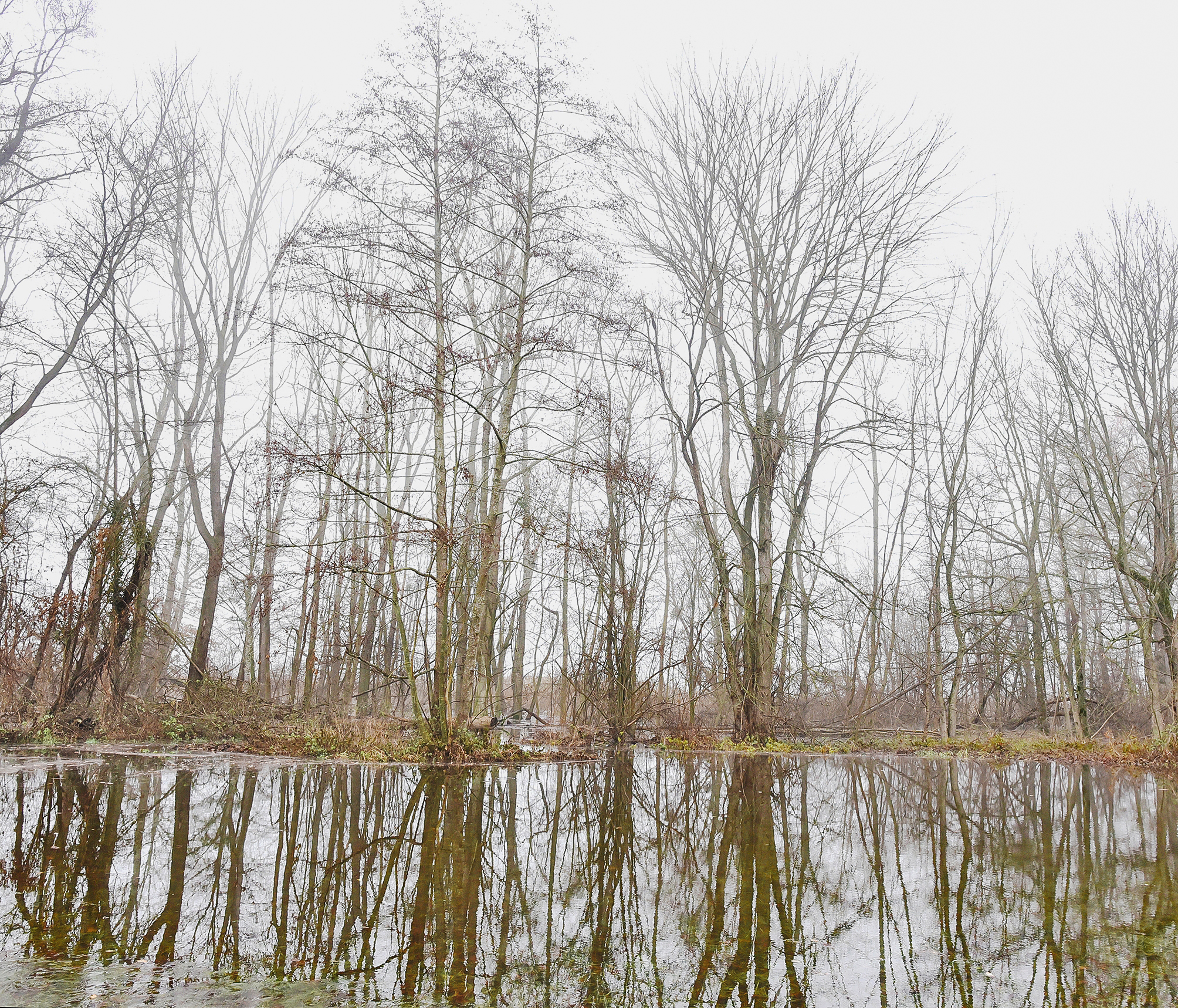 Fig. 7 Forêt alluviale au bord du lac de Morat, abritant des ormes lisses lors des inondations de décembre 2023. Ce type d’événements représente une chance pour cette espèce, mais est aujourd’hui trop exceptionnel, la dynamique étant insuffisante pour la régénération naturelle des populations d’ormes lisses.