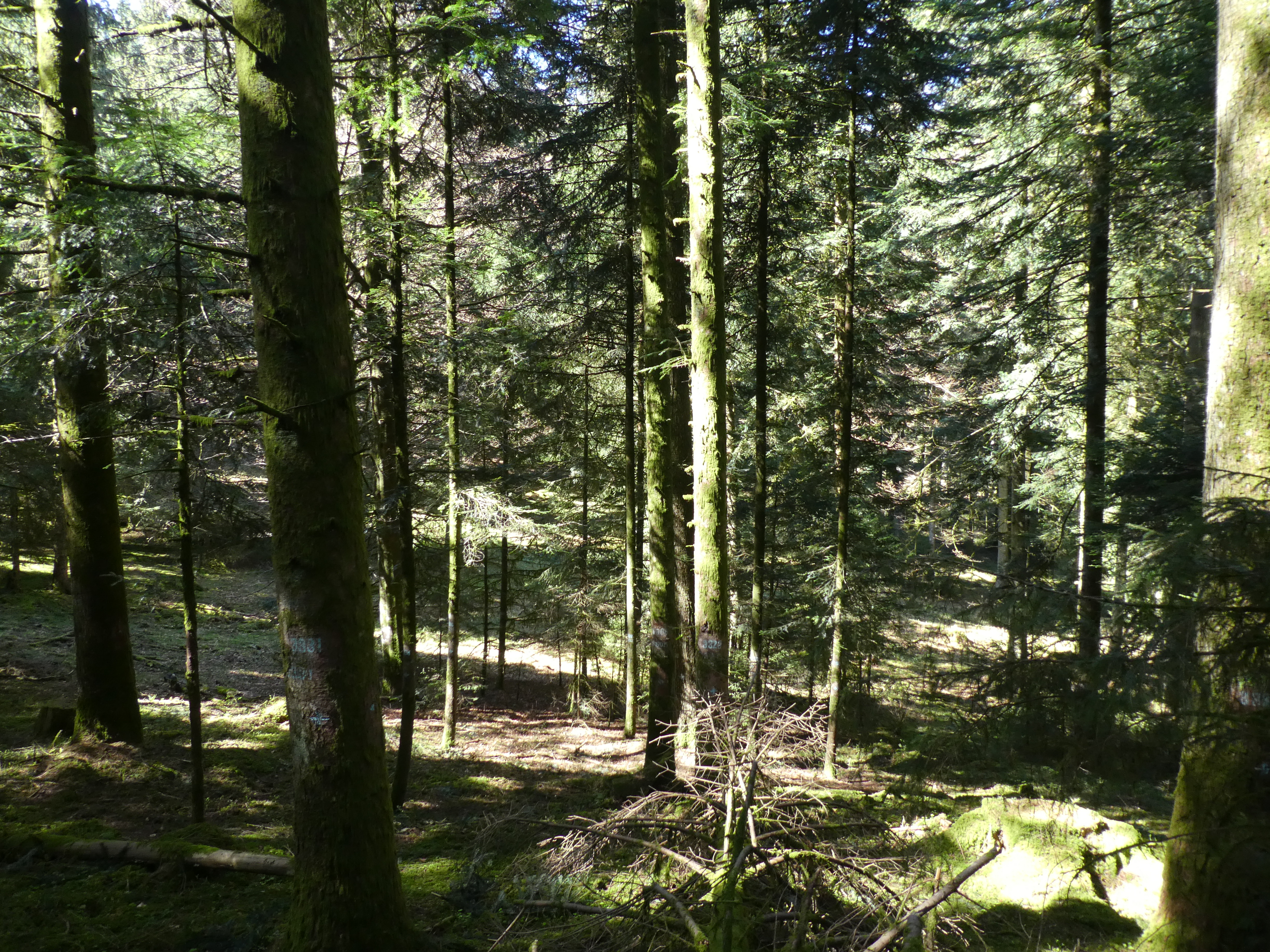 Plenterwald Toppwald, Niederhünigen Älteste Plenterwaldfläche im Toppwald bei Niederhünigen (BE). Erstaufnahme 1905. Fotoposition vom Jahr 1930