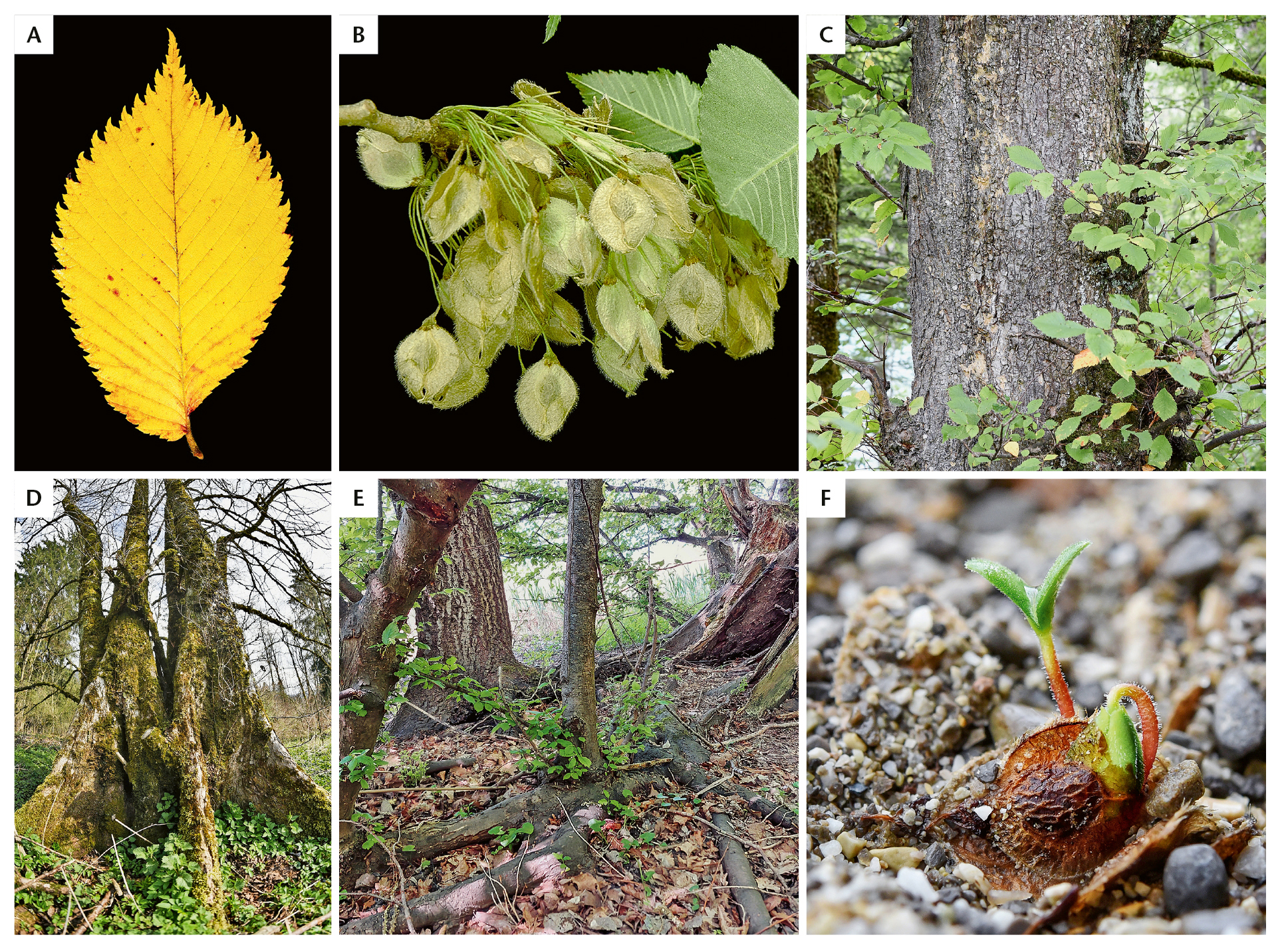 Fig. 1: Aperçu de quelques caractéristiques de l’orme lisse. A) feuille caractéristique (automne), B) fruits à longs pédoncules et marges ciliées, C) tronc pourvu de nombreux petits rameaux en groupes, D) contreforts au pied de certains arbres, E) drageons se développant sur une racine superficielle, F) germination d’une graine.