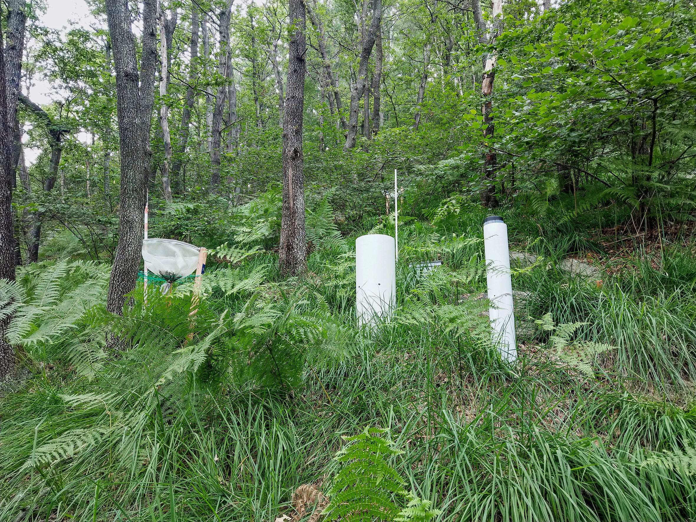 Fig. 1 L’area LWF di Novaggio (TI). Raccoglitori di lettiera, neve e pioggia (da sinistra verso destra).
