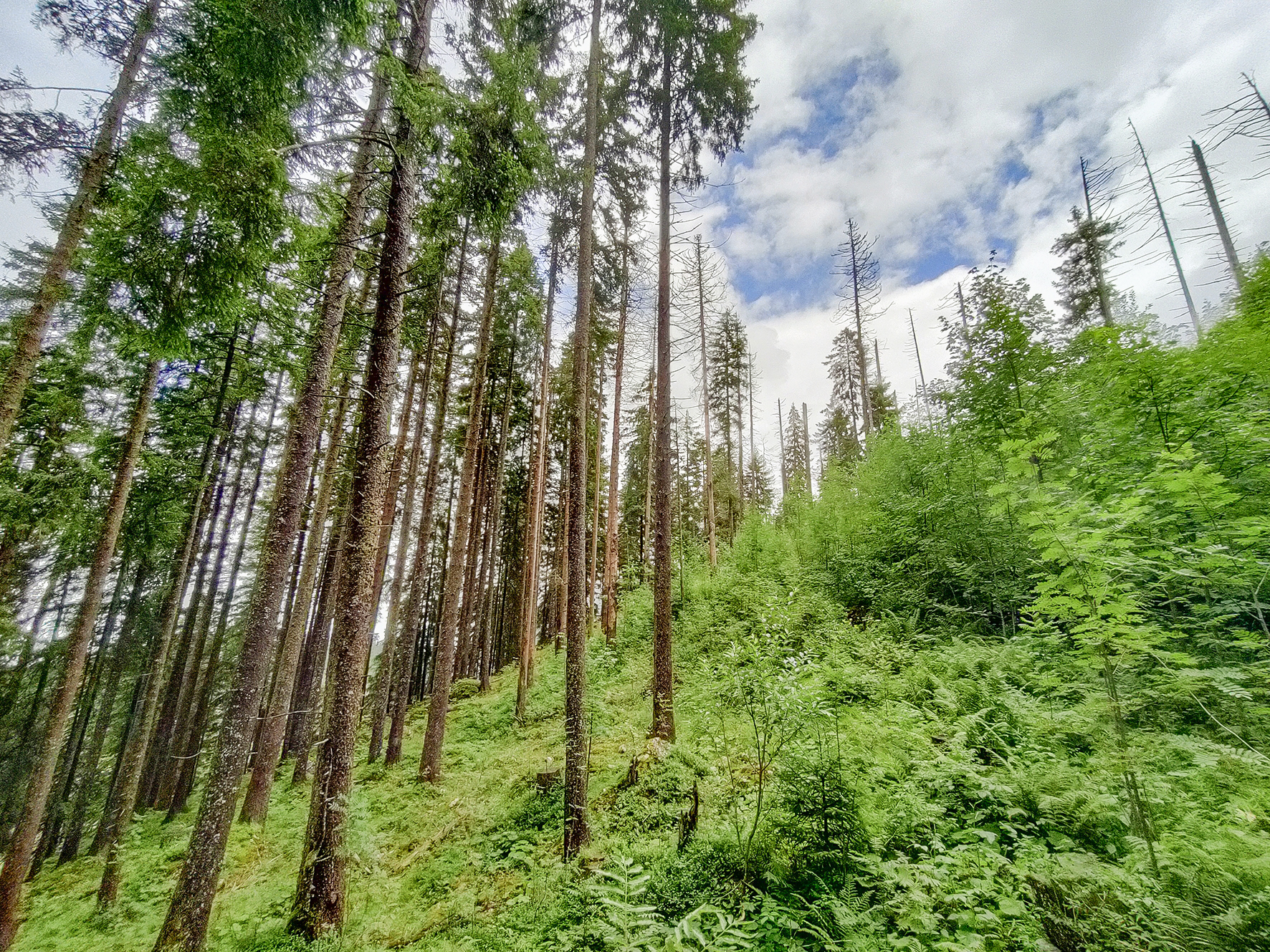 Von Laubholz dominierter Jungbestand (rechts) neben altem Bestand (vergleichbar mit der Situation vor dem Käferbefall) im Gebiet Stäfeliwäng (Schwarzenberg, LU).