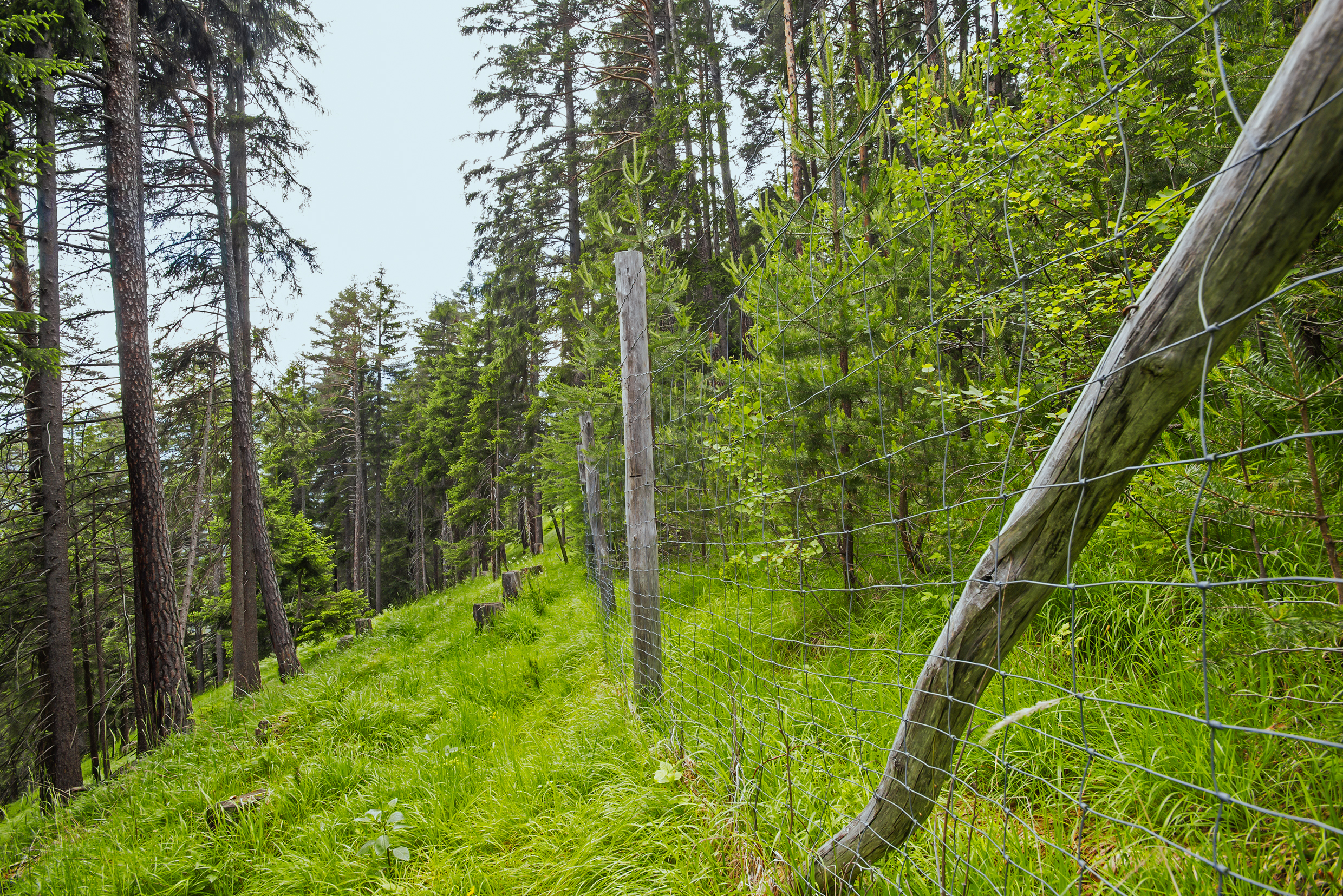 Abb 1 Häufige Situation in Gebirgswäldern mit starkem Wildeinfluss: Trotz genügend Licht und Bodenschürfungen können lediglich einzelne Fichten aufwachsen. In Zäunen entwickelt sich vitale, vielfältige und zukunftsfähige Naturverjüngung. Standort Cargnola, Gemeinde Albula (GR), 2016.