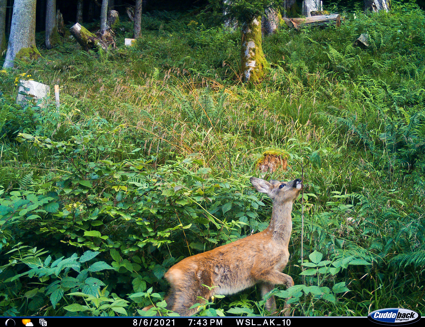 Abb 5 Die wildlebenden Huftiere verbeissen selektiv gewisse Baumarten und können damit einen grossen Einfluss auf die zukünftige Baumartenzusammensetzung der Wälder haben. Beispiel Vogelbeere.
