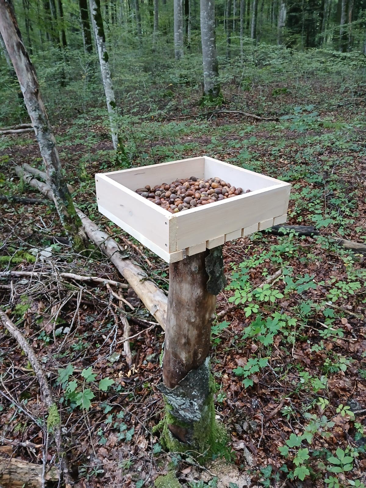 Abb 2 Die Häherkästen mit dem Eichelvorrat werden auf einem Stock oder Pfahl befestigt, und zwar auf einer Höhe, in der die Früchte vor dem Schwarz- und Rotwild sicher sind.