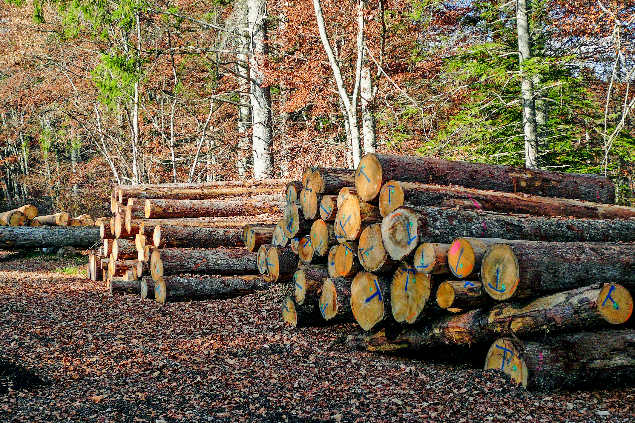 Abb 1 Die Arbeiten an der IWHS 2050, welche die Waldpolitik und die Ressourcenpolitik Holz des Bundes zusammenführt, sind weit fortgeschritten.