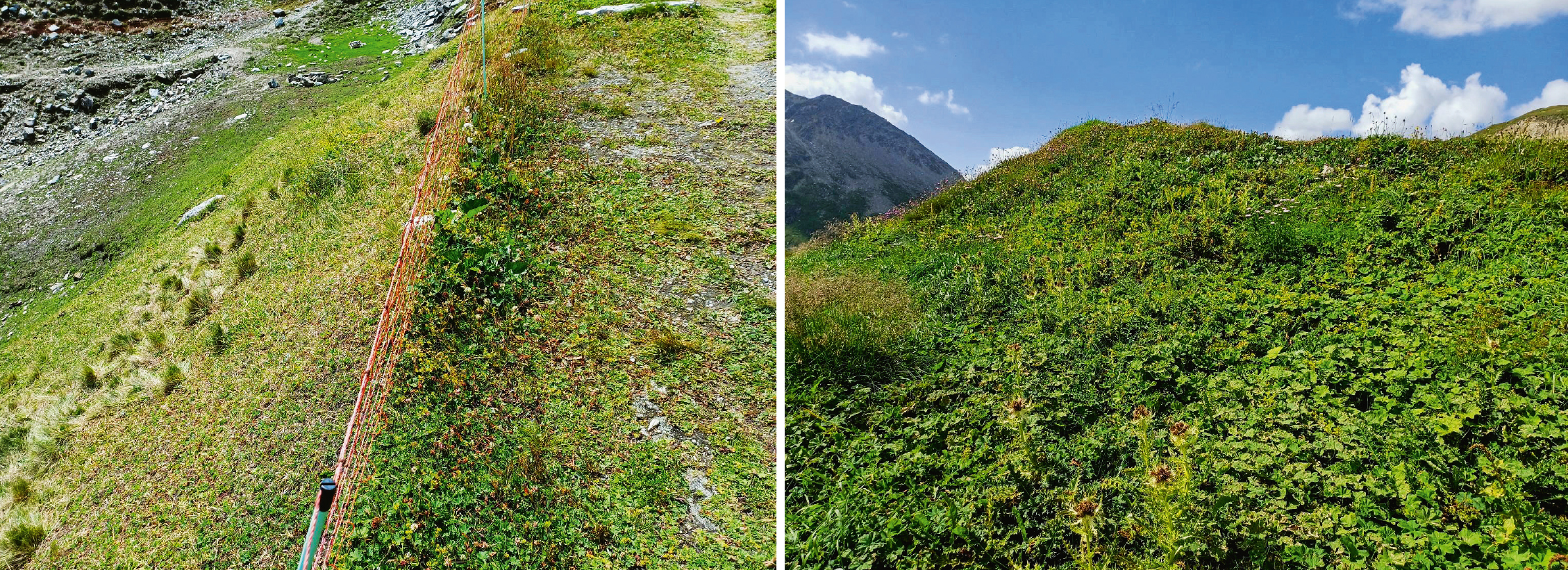 Abb 1 Auswirkung der intensiven Beweidung durch Schafe (links vom Zaun) auf die Vegetation in der Region Furkapass auf ca. 2400 m ü.M.; rechts derselbe Lebensraum ausserhalb des Zaunes.