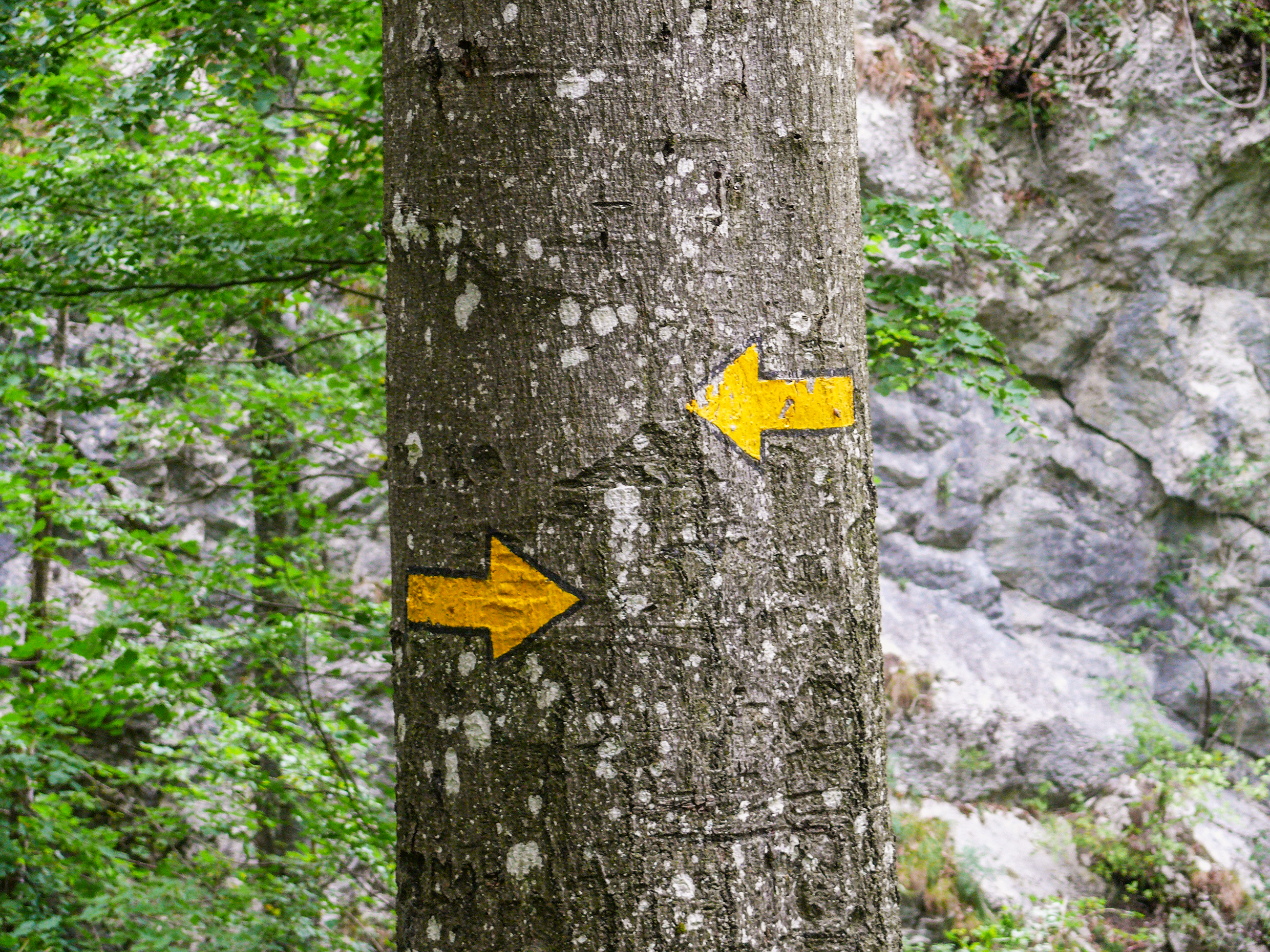 Welchen Weg soll die Forstbranche einschlagen? Eine Stärkung der Kommunikationskompetenz und eine strategische Kommunikation nach aussen sind gefragt.