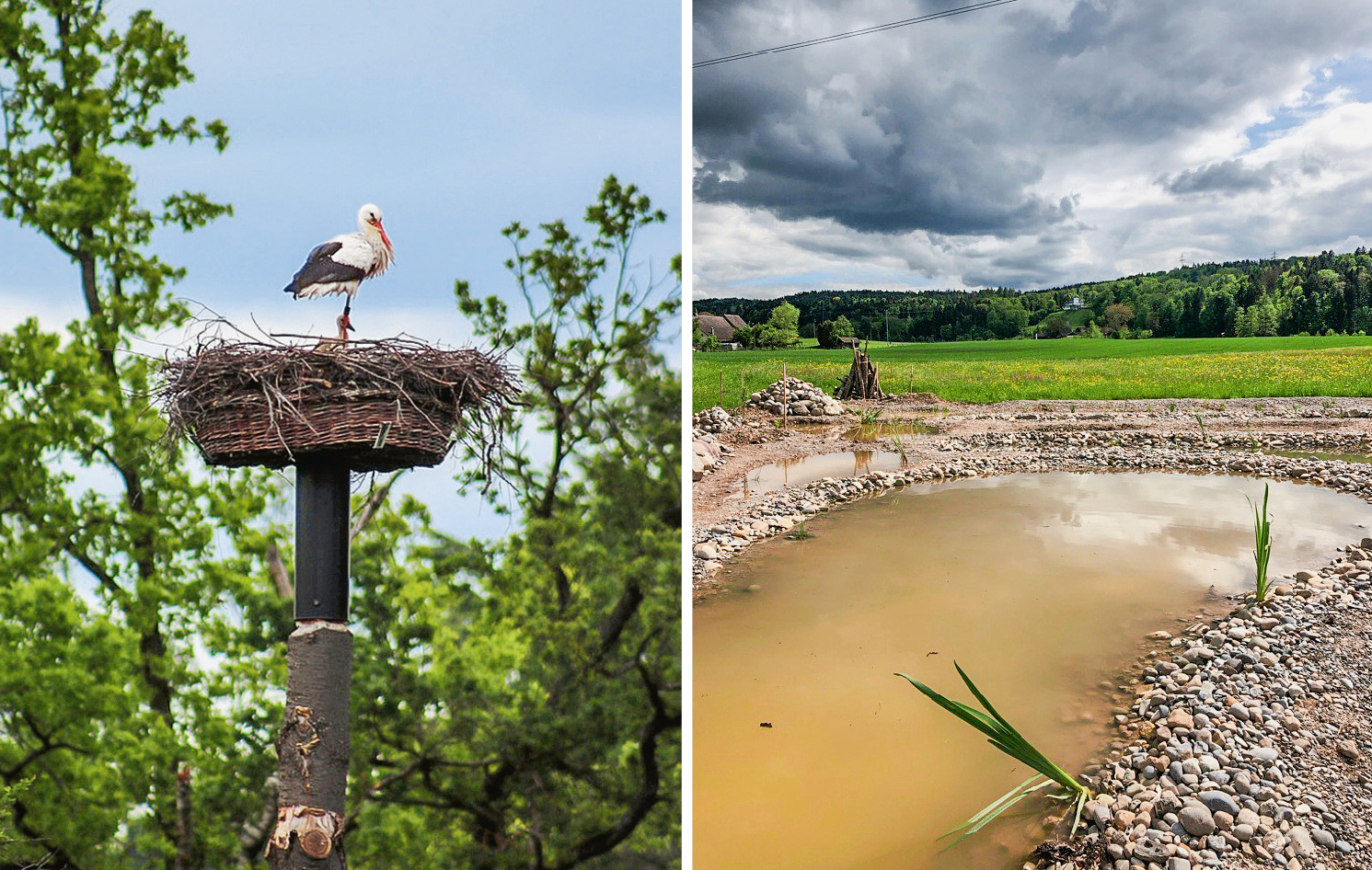 Impressionen aus dem Praktikum: Storchennest im Chrutzelriet, Teichbauprojekt «Seewadel», Naturschutzgebiet Rümlang, Trockenmauer Klostergarten.